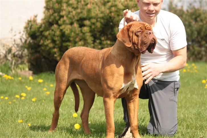 Dogue de bordeaux Anka (Himmelhund) billede 15