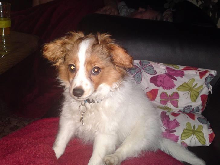 Papillon picasso billede 6