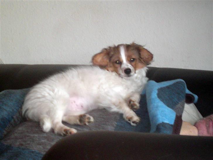 Papillon picasso billede 7