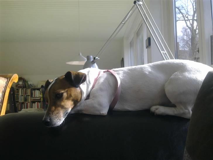 Jack russell terrier Lucie  | Nellie billede 6