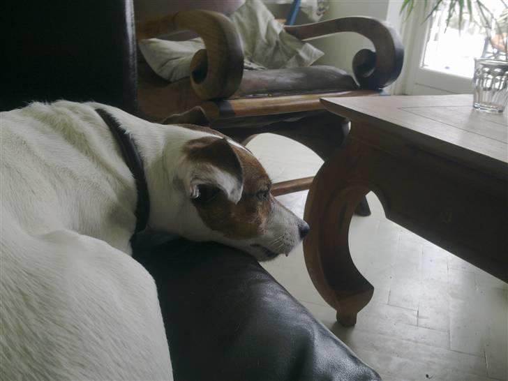 Jack russell terrier Lucie  | Nellie billede 7