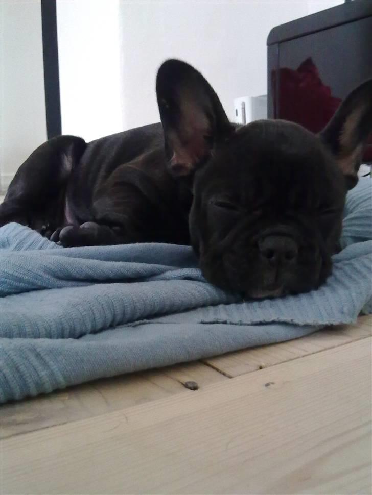 Fransk bulldog Nala R.I.P 24/12-09_12/7-11 - meget træt efter gå tur 2/5-2010 billede 11