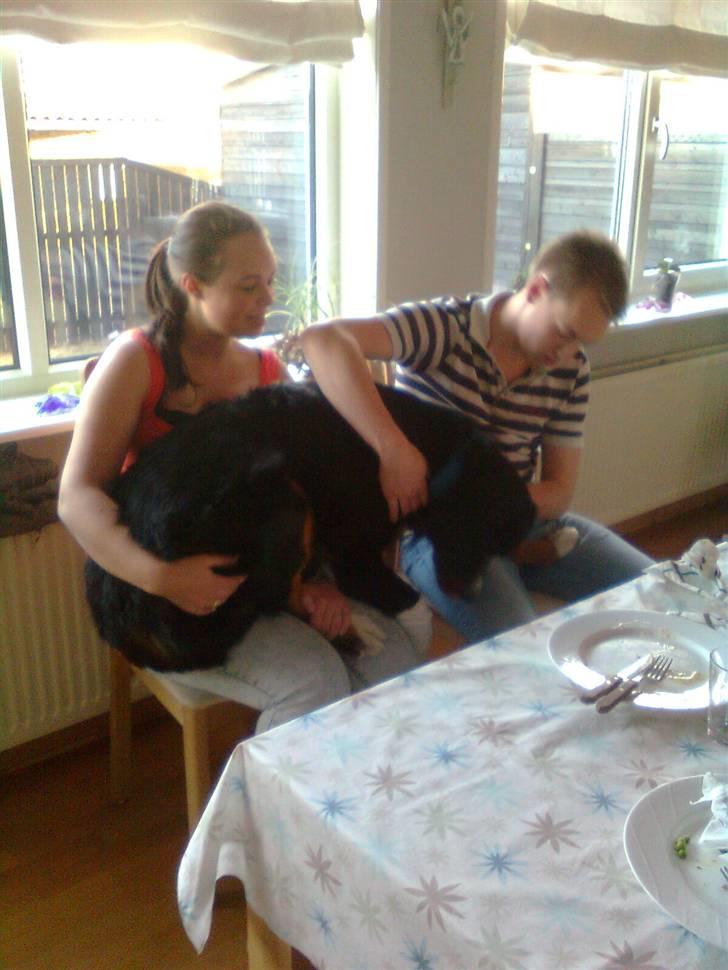 Berner sennenhund Samson - Selvom man er stor kan man da godt lige komme op på skødet en tur:P billede 18