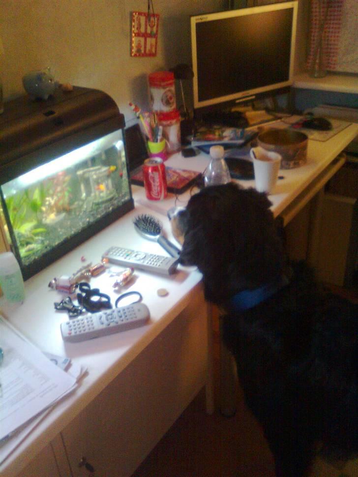 Berner sennenhund Samson - Uhh de fisk er simpelthen SÅ spændene!! ;D billede 19