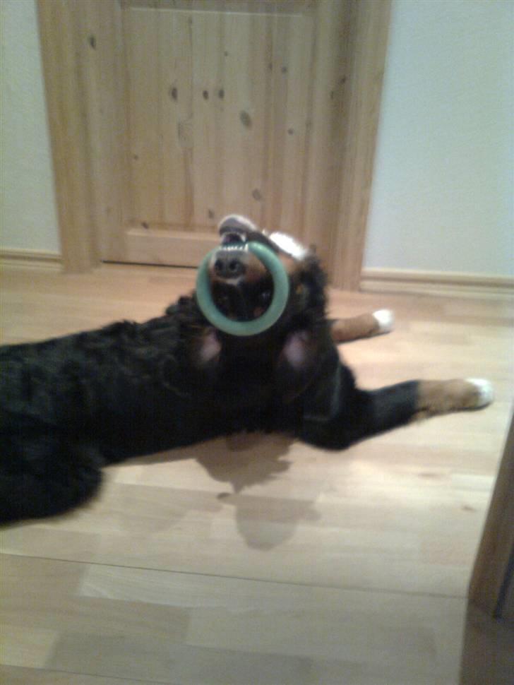 Berner sennenhund Samson - Jeg ELSKER min grønne ring, er der nogen der gider og komme og rykke i den anden ende, eller!?..  billede 20