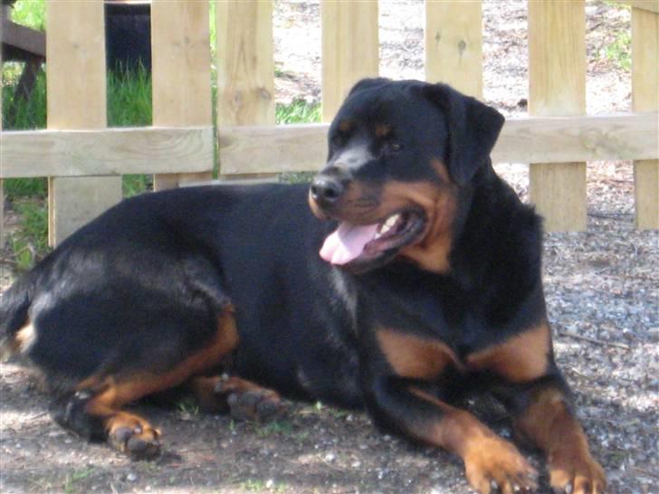 Rottweiler Canto (svigerforælders) billede 13
