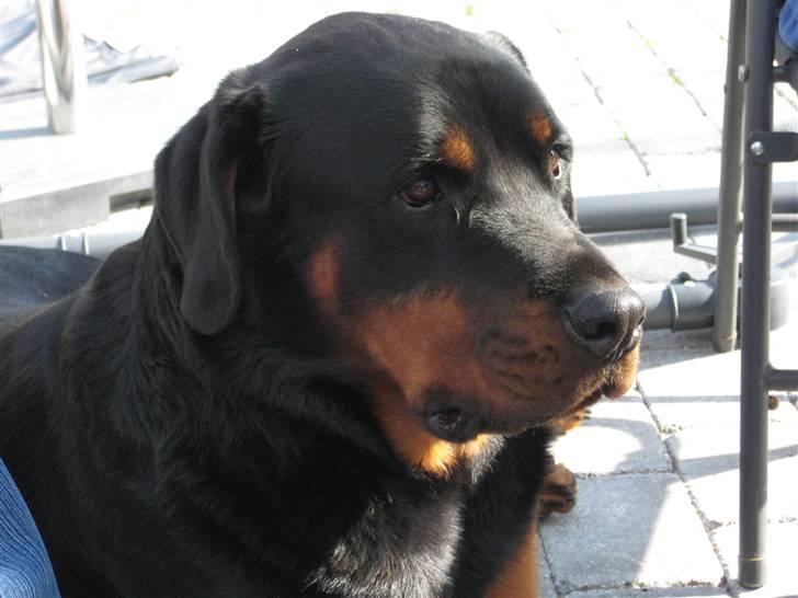 Rottweiler Canto (svigerforælders) billede 14