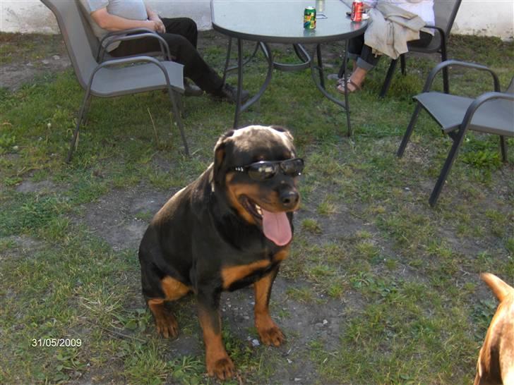Rottweiler Canto (svigerforælders) billede 5