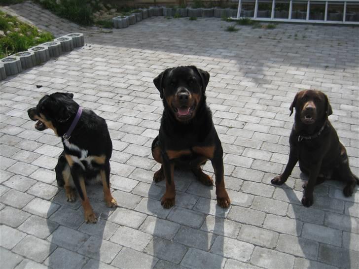 Rottweiler Canto (svigerforælders) billede 16