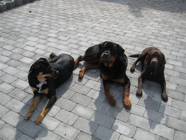 Rottweiler Canto (svigerforælders) billede 15