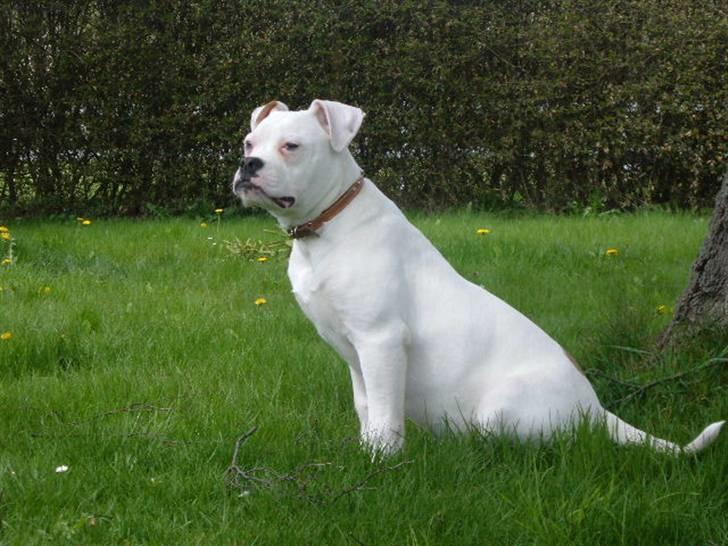 Amerikansk bulldog Sisse billede 19