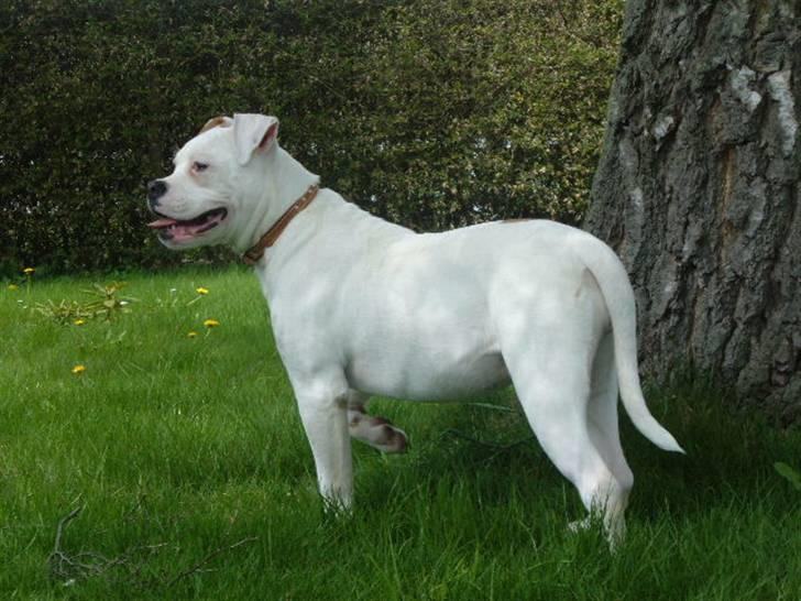 Amerikansk bulldog Sisse billede 15