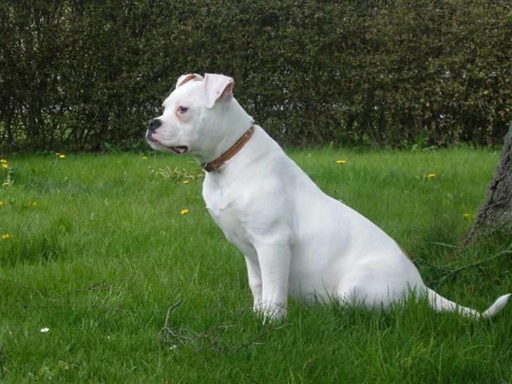 Amerikansk bulldog Sisse billede 16