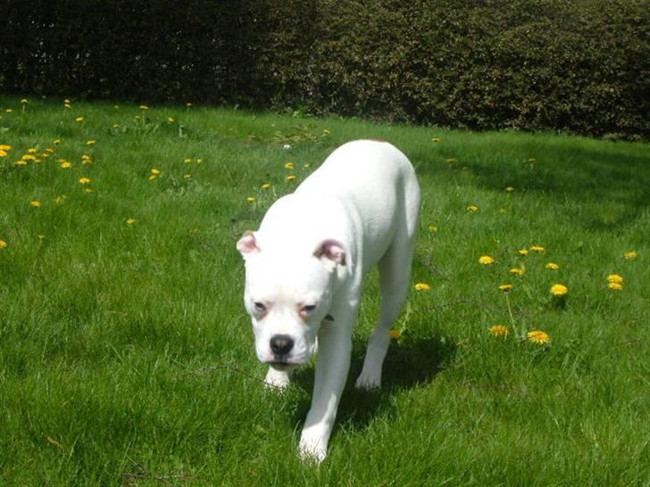 Amerikansk bulldog Sisse billede 17