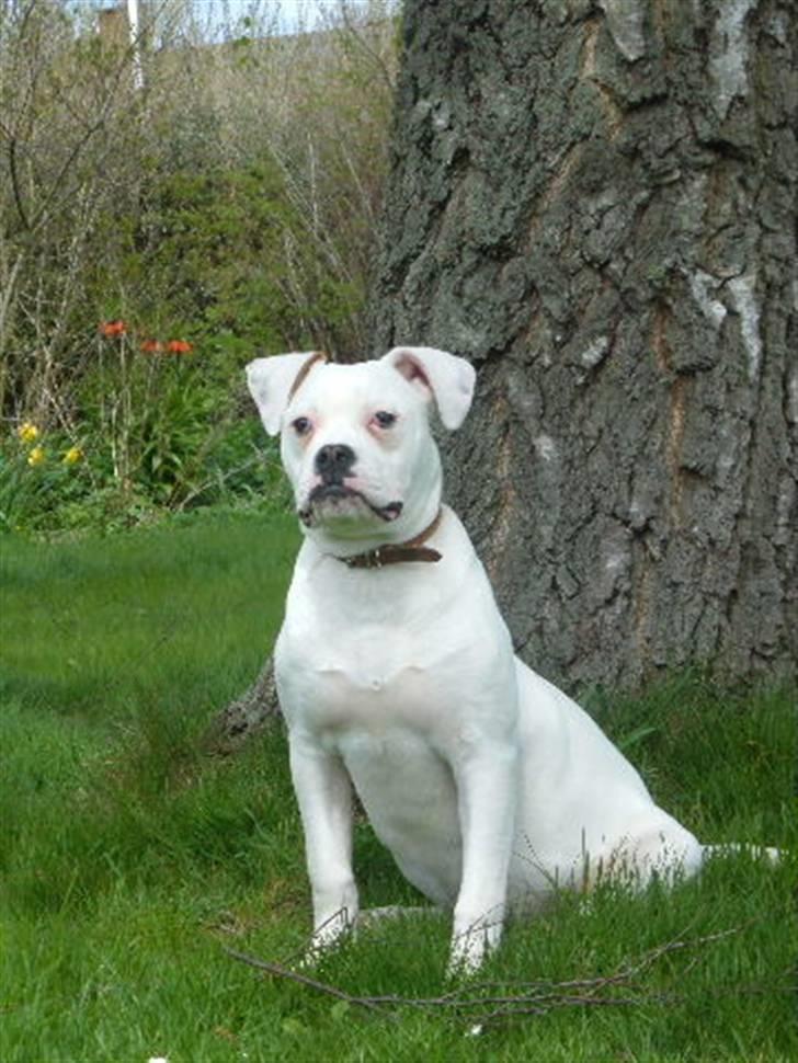 Amerikansk bulldog Sisse billede 18