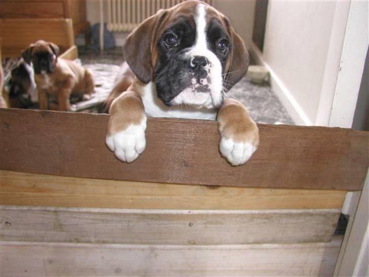 Boxer Mariehøjs Hans (Cato) billede 2