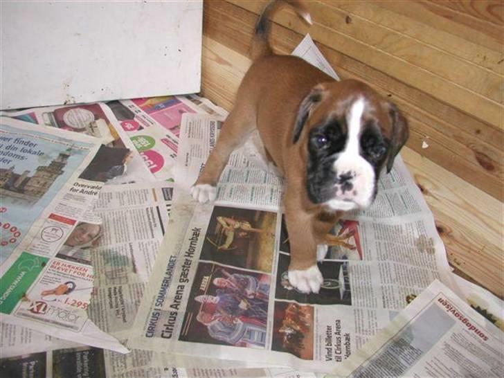 Boxer Mariehøjs Hans (Cato) billede 3