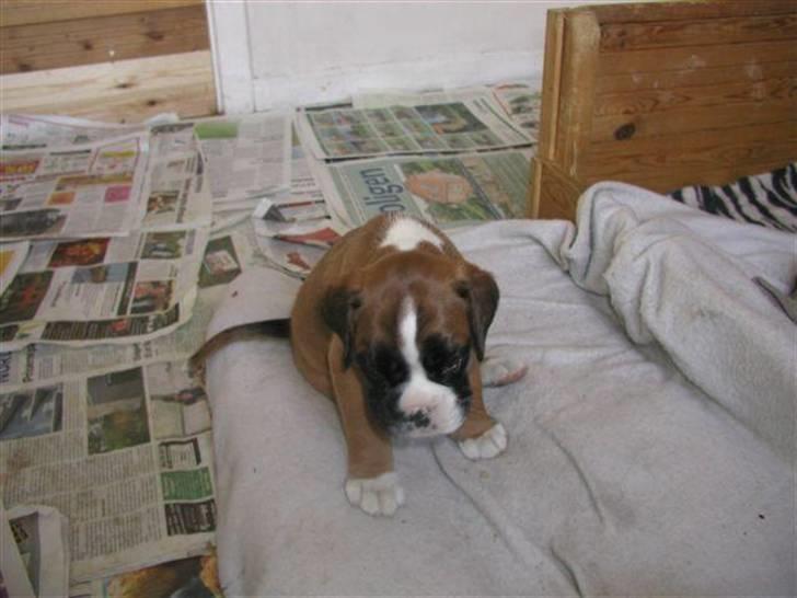 Boxer Mariehøjs Hans (Cato) billede 4