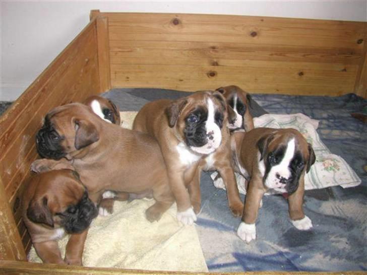 Boxer Mariehøjs Hans (Cato) billede 5