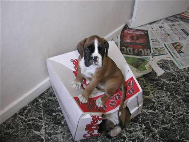 Boxer Mariehøjs Hans (Cato) billede 6