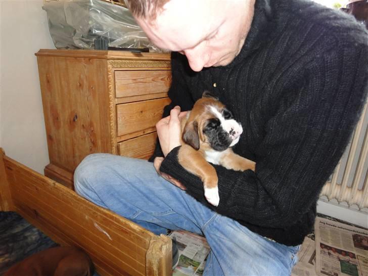 Boxer Mariehøjs Hans (Cato) billede 7