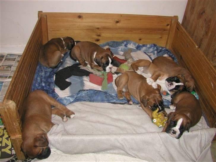 Boxer Mariehøjs Hans (Cato) billede 8