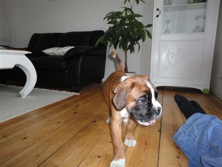 Boxer Mariehøjs Hans (Cato) billede 9