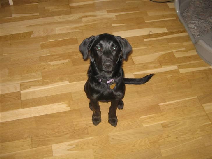 Labrador retriever Mimi billede 1