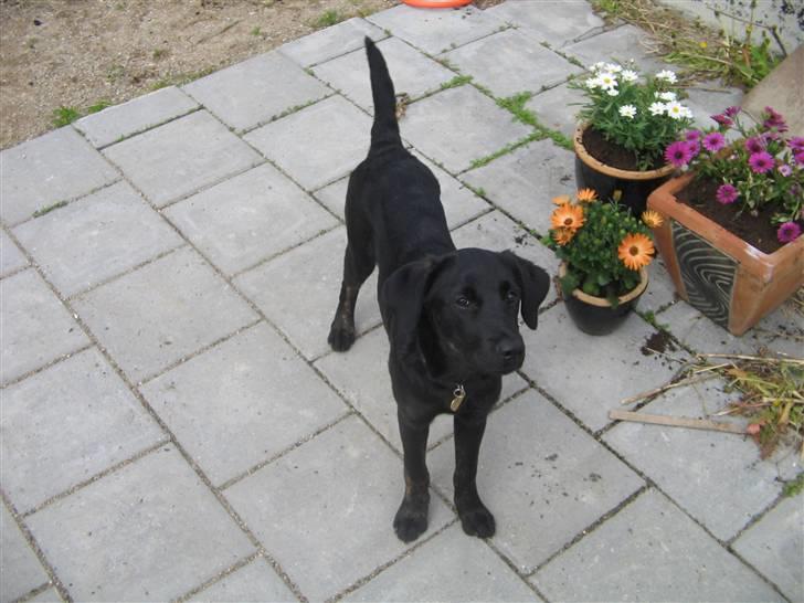 Labrador retriever Mimi billede 2