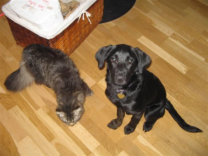 Labrador retriever Mimi billede 3