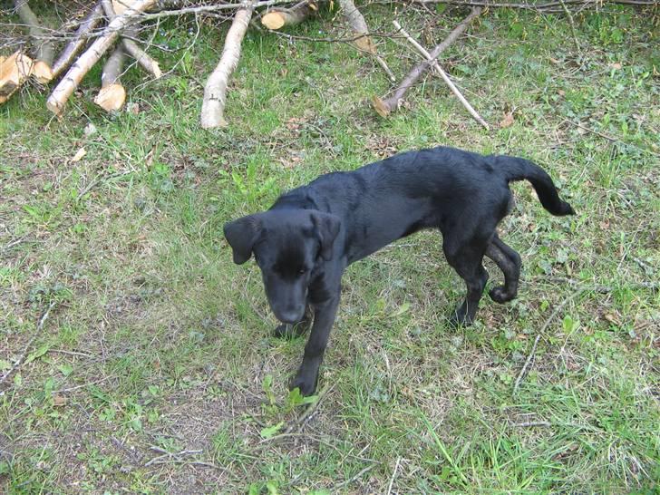 Labrador retriever Mimi billede 4