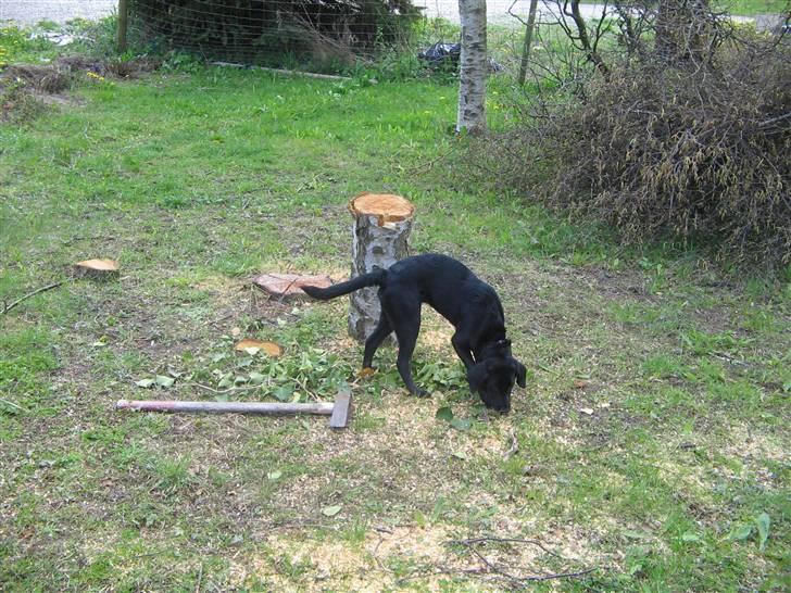 Labrador retriever Mimi billede 5