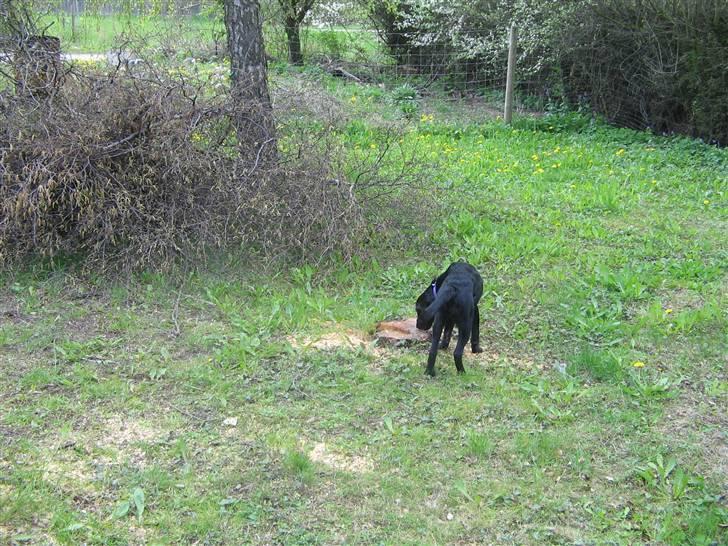Labrador retriever Mimi billede 6