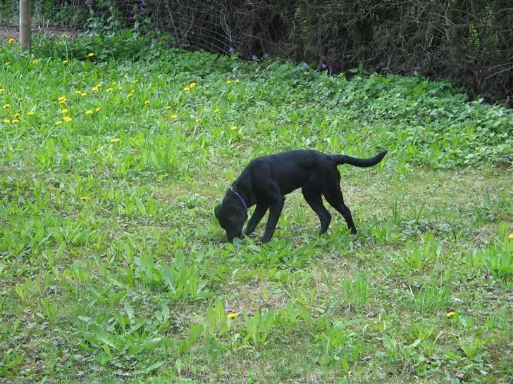 Labrador retriever Mimi billede 7