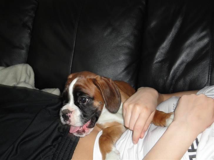 Boxer Mariehøjs Hans (Cato) billede 10