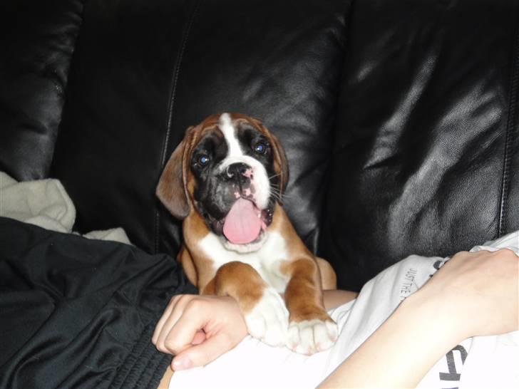 Boxer Mariehøjs Hans (Cato) billede 11