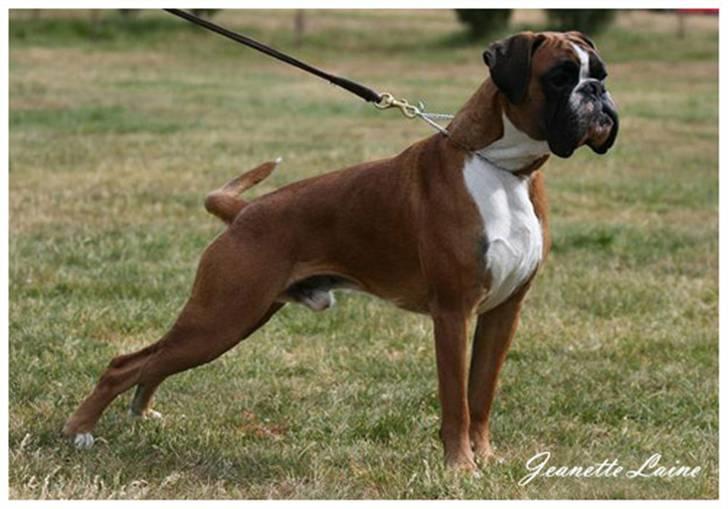 Boxer Mariehøjs Hans (Cato) - Cato´s far Playboy van Rusticana  billede 12