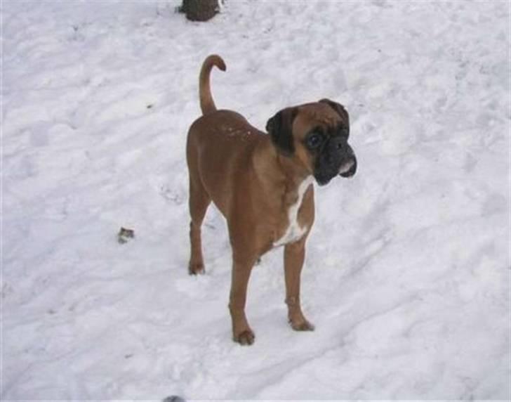 Boxer Mariehøjs Hans (Cato) - Cato´s mor Mariehøjs Fanny billede 13