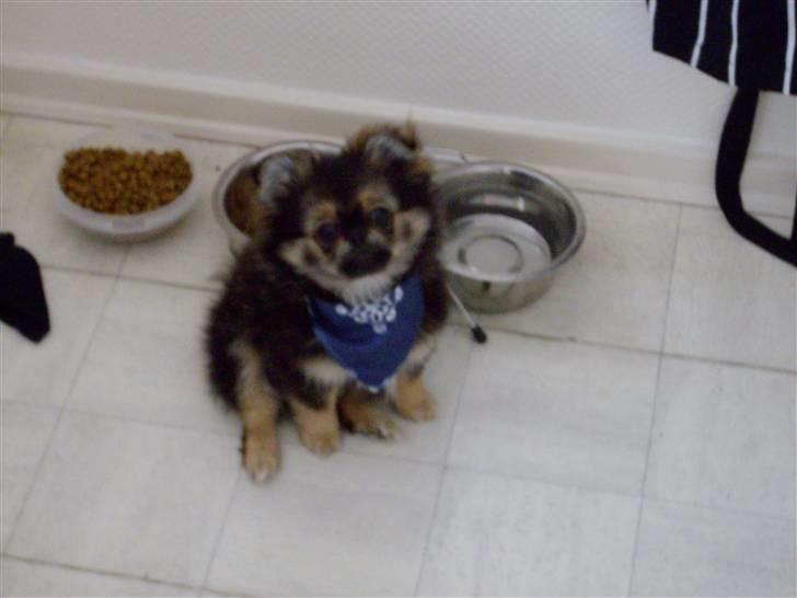 Blanding af racer Pumba billede 1