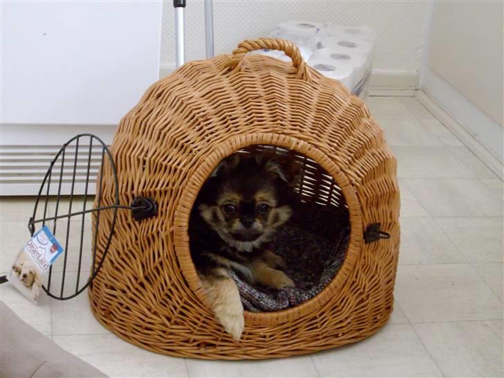 Blanding af racer Pumba billede 2