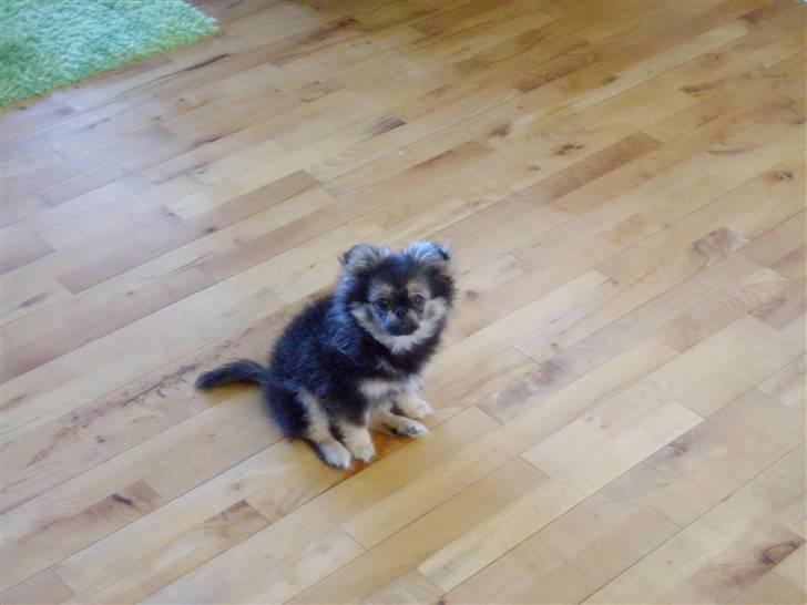 Blanding af racer Pumba billede 3