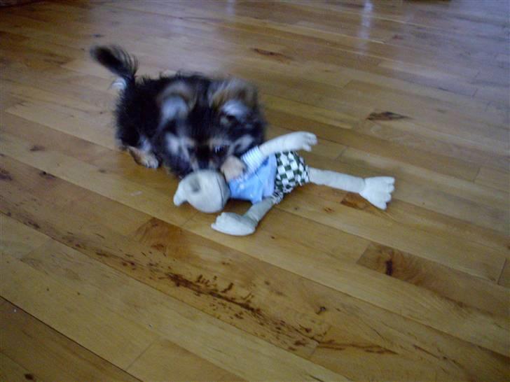 Blanding af racer Pumba billede 4