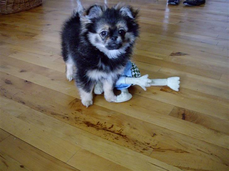 Blanding af racer Pumba billede 5