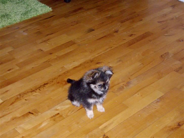 Blanding af racer Pumba billede 6