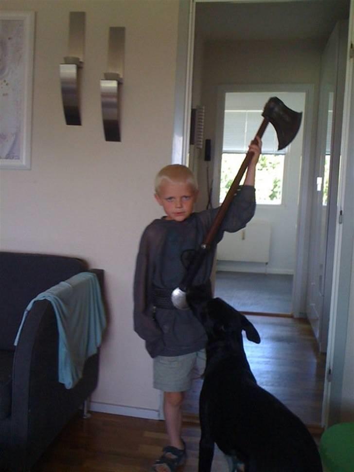 Blanding af racer schæfer,lab,hønse ..Nila  - Nila 22 uger gammel og 20, 8 kg . Hun elsker Jonas ;-) billede 17
