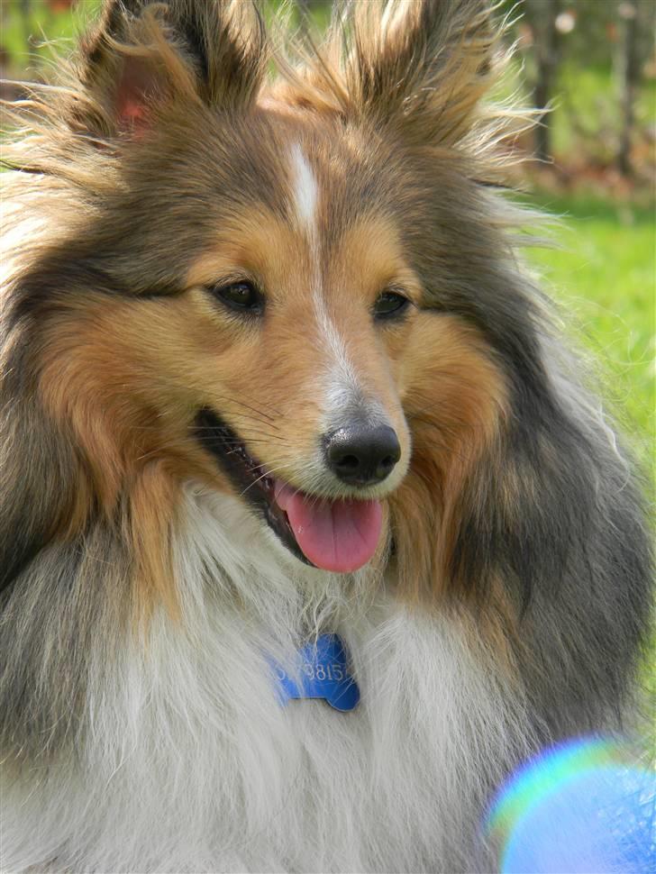 Shetland sheepdog Spirens Diva - D. 02.05.2010 - #Foto: Mig billede 19