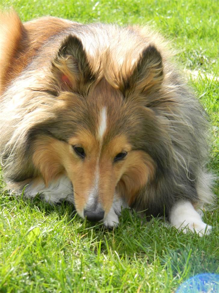 Shetland sheepdog Spirens Diva - D. 02.05.2010 - #Foto: Mig billede 20