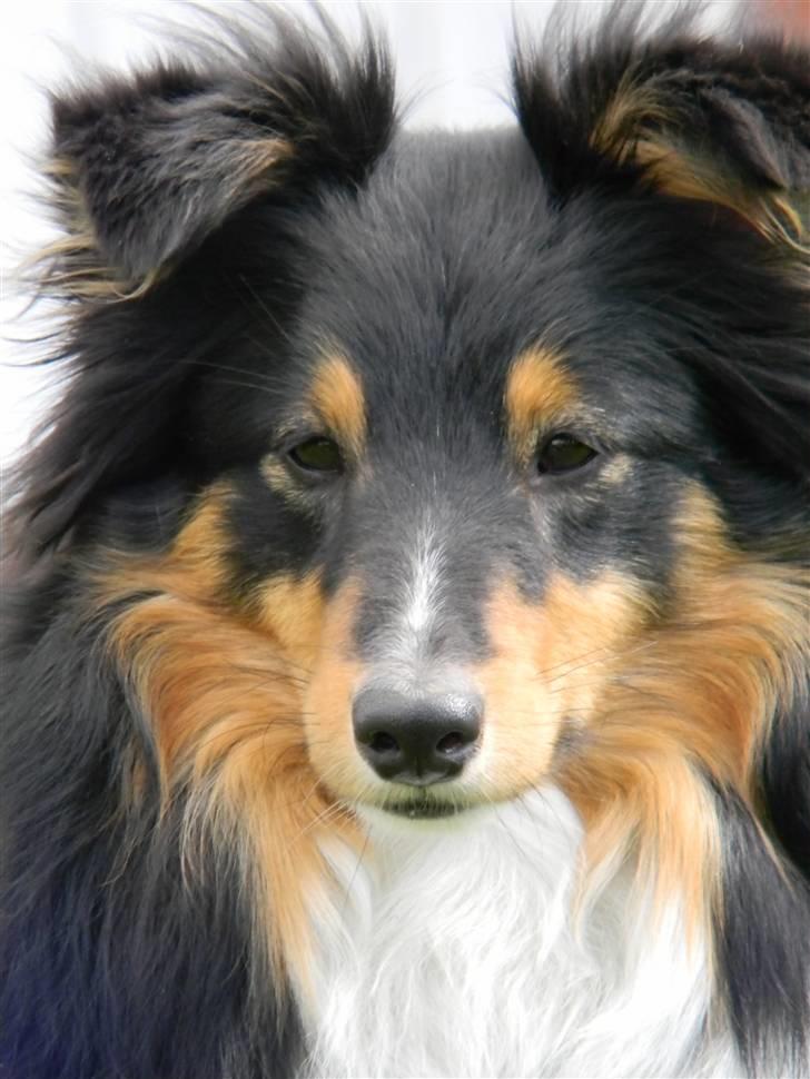 Shetland sheepdog Spirens Enya - d. 02.05.2010 - #Foto: Mig billede 14