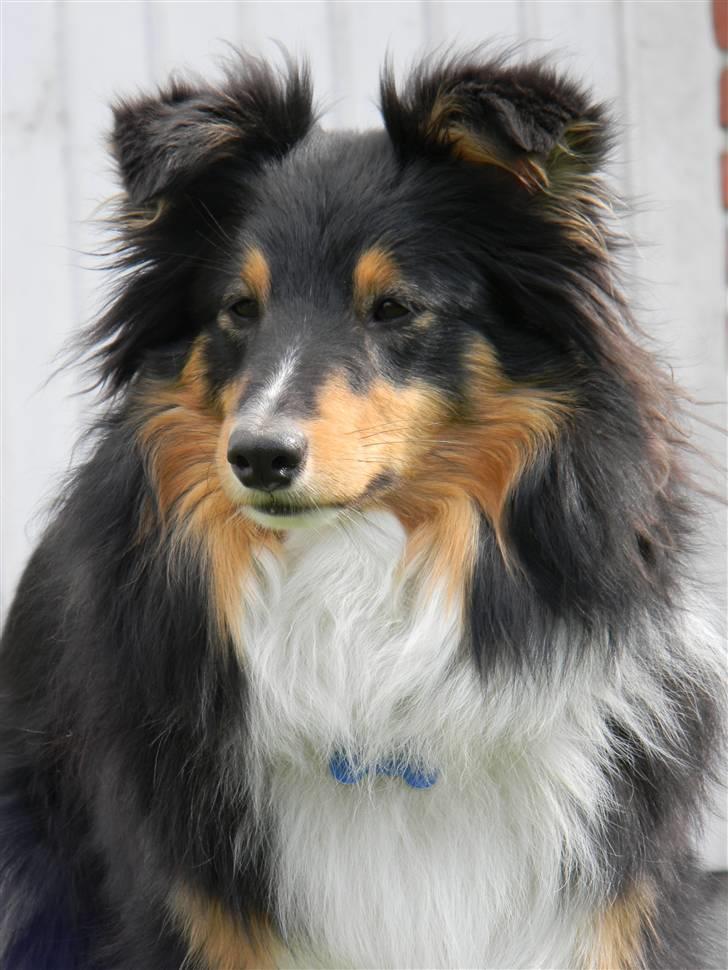 Shetland sheepdog Spirens Enya - d. 02.05.2010 - #Foto: Mig billede 15