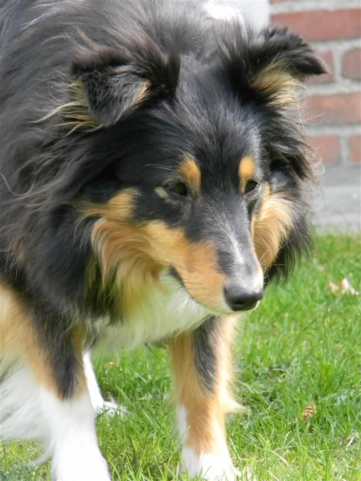 Shetland sheepdog Spirens Enya - d. 02.05.2010 - #Foto: Mig billede 16